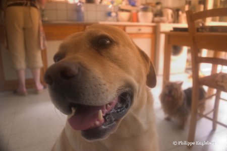 Labrador devant lobjectif  Philippe Englebert